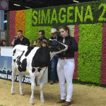 Record au SIMAGENA :  une génisse vendue 130000 euros !