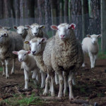 La tremblante du mouton
