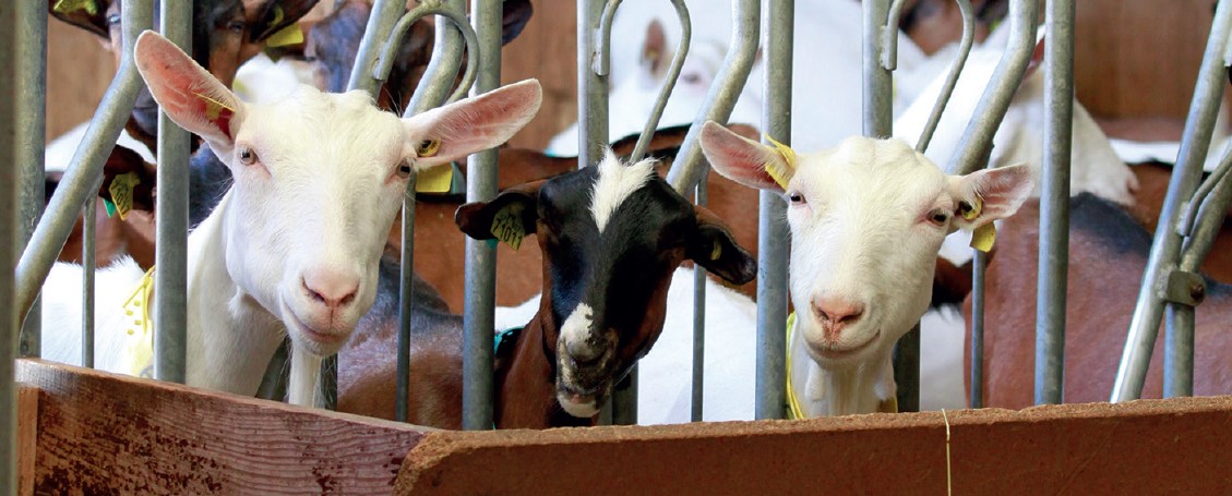 Maîtriser la population de mouches  en bâtiment d’élevage