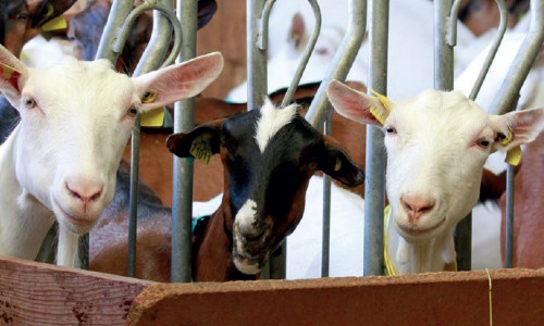 Maîtriser la population de mouches  en bâtiment d’élevage
