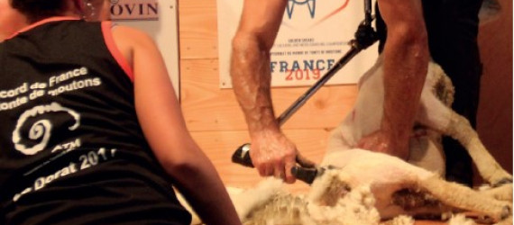 La tonte,  c’est du sport !