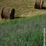 L’herbe,  première ressource  pour tendre vers  l’autonomie alimentaire