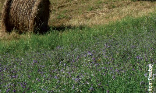 L’herbe,  première ressource  pour tendre vers  l’autonomie alimentaire