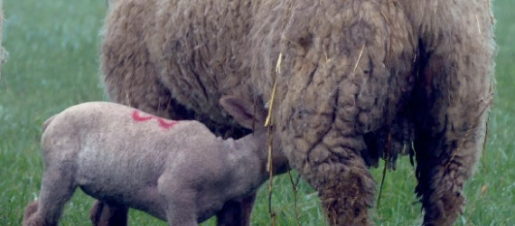 Myiases  à Wohlfahrtia magnifica :  Enseignements,  préconisations  et perspectives