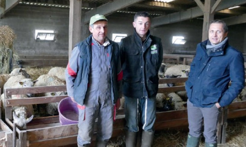 Myiases à Wohlfartia. Essais et mise en place d’un  protocole complet de prévention :  un éleveur témoigne