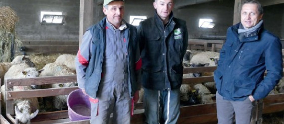 Myiases à Wohlfartia. Essais et mise en place d’un  protocole complet de prévention :  un éleveur témoigne
