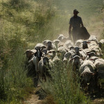 La filière ovine s’intéresse au principe du compagnonnage