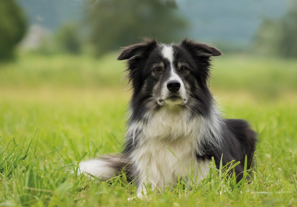Quels sont les  principaux  parasites externes du chien ?