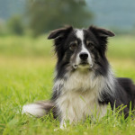 Quels sont les  principaux  parasites externes du chien ?