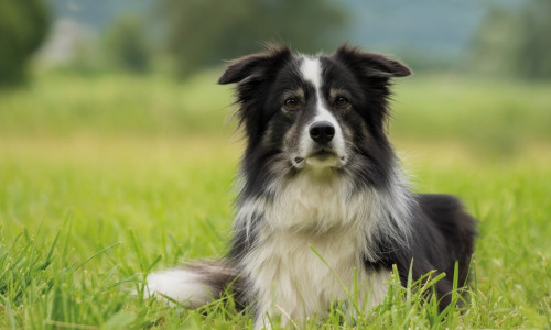Quels sont les  principaux  parasites externes du chien ?