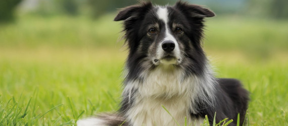 Quels sont les  principaux  parasites externes du chien ?