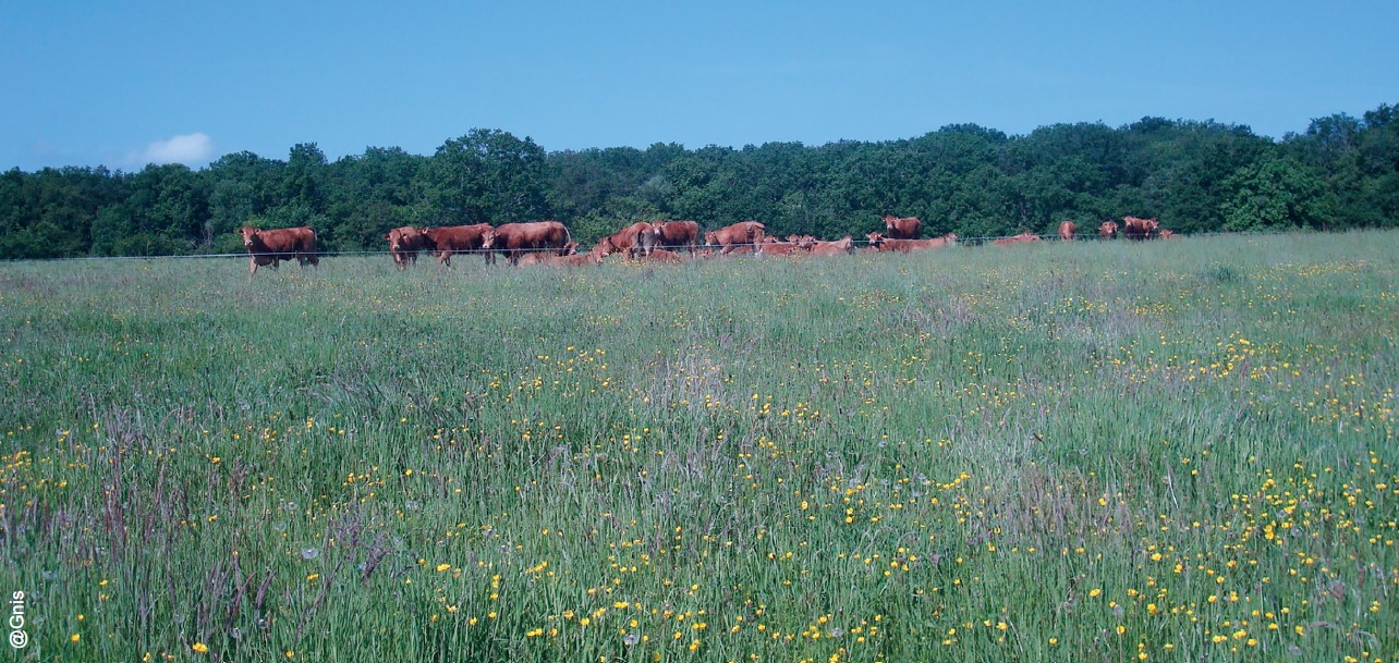 Prairies :  cultivez des bonnes plantes fourragères  et rien d’autre !