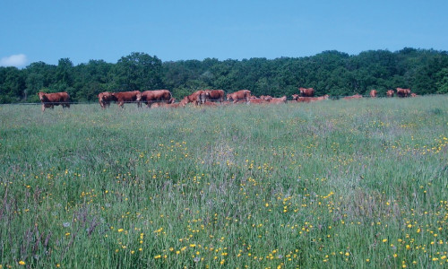 Prairies :  cultivez des bonnes plantes fourragères  et rien d’autre !