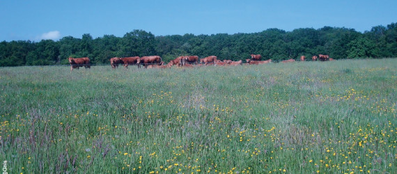 Prairies :  cultivez des bonnes plantes fourragères  et rien d’autre !