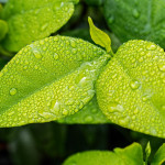 Les plantes,  une alternative à la  résistance des strongles aux anthelmintiques ?