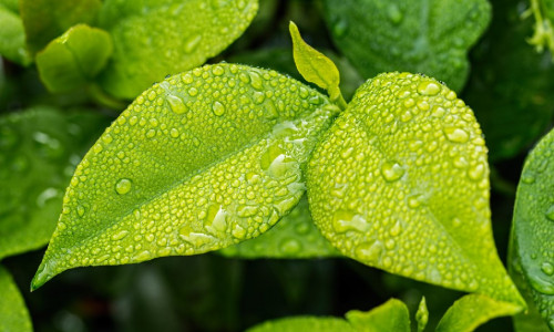 Les plantes,  une alternative à la  résistance des strongles aux anthelmintiques ?