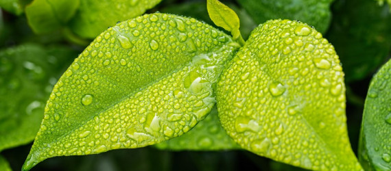 Les plantes,  une alternative à la  résistance des strongles aux anthelmintiques ?