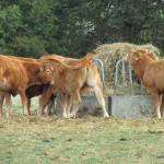 Valorisez vos prairies sèches avec un aliment liquide adapté