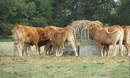 Valorisez vos prairies sèches avec un aliment liquide adapté