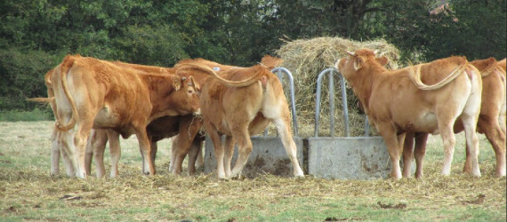 Valorisez vos prairies sèches avec un aliment liquide adapté