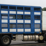 Transport des animaux et températures extrêmes