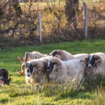 Coupe de France de chiens de berger (Border Collie) sur moutons à Lignac