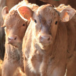 Le bien-être animal en élevage