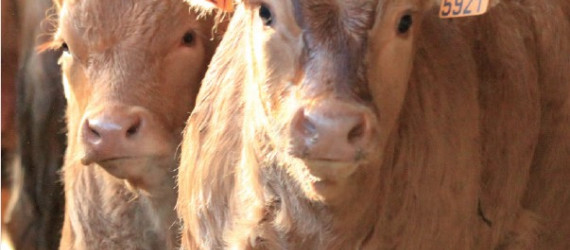 Le bien-être animal en élevage