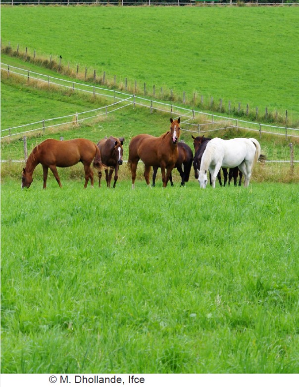 Pâturage tournant  ou continu pour  les prairies destinées aux chevaux