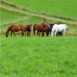 Pâturage tournant  ou continu pour  les prairies destinées aux chevaux