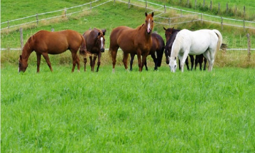 Pâturage tournant  ou continu pour  les prairies destinées aux chevaux