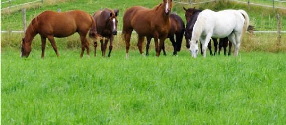 Pâturage tournant  ou continu pour  les prairies destinées aux chevaux