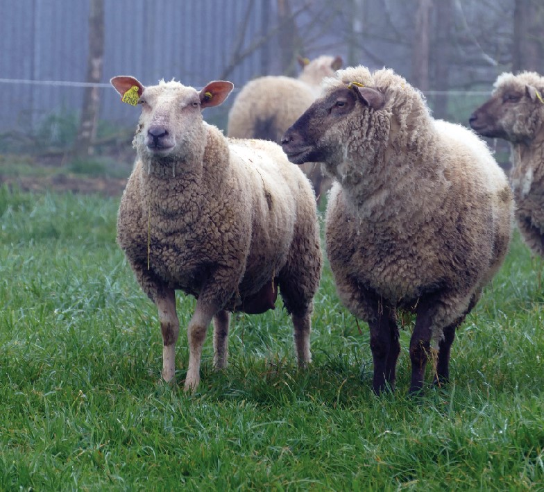Le foie  et ses maladies