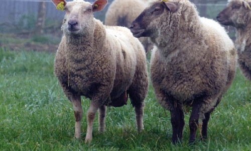 Le foie  et ses maladies