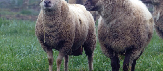 Le foie  et ses maladies
