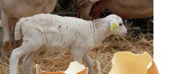 IgY.  Nouvelle approche immunitaire  et  évolution de gamme