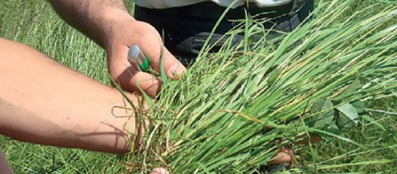 Comment  observer sa prairie afin de comprendre la situation et prendre les bonnes décisions