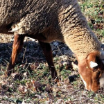 La Mourérous  Reconnaissable avec ses pattes et sa tête de couleur rousse