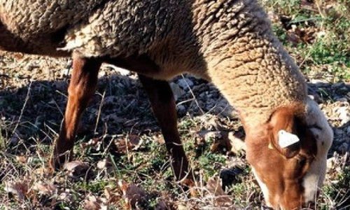La Mourérous  Reconnaissable avec ses pattes et sa tête de couleur rousse