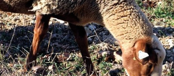 La Mourérous  Reconnaissable avec ses pattes et sa tête de couleur rousse