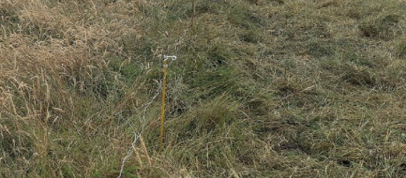 La pratique du report de stocks fourragers sur pieds dans  l’exploitation  des prairies