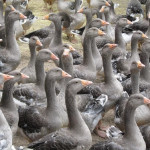 Nouveau logo pour le foie gras