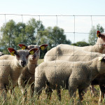 Nouveau montant de l'aide ovine fixée à 22,05 pour la campagne 2019