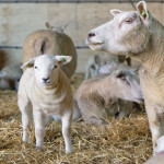Utilisation raisonnée des antibiotiques chez les agneaux