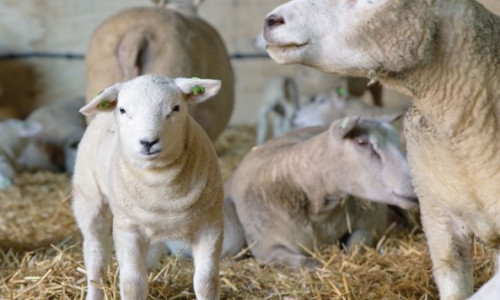 Utilisation raisonnée des antibiotiques chez les agneaux