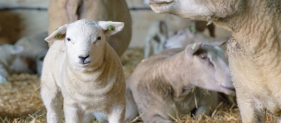 Utilisation raisonnée des antibiotiques chez les agneaux