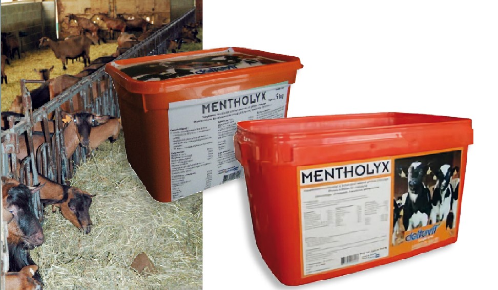 Zoom sur le  MENTHOLYX