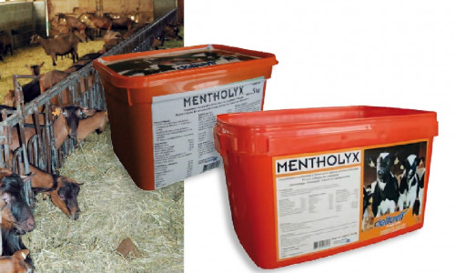 Zoom sur le  MENTHOLYX