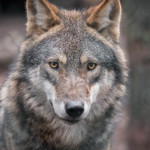 Nombre record de victimes de loups en 2019