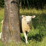 L’agroforesterie fait son entrée au Concours Général Agricole